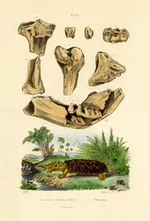 Knochenfossilien